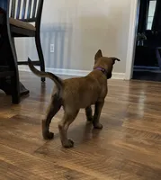 Violet, a female Belgian Malinois for sale in Holyoke, MA – 3 of 3