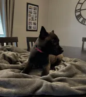 Pinky, a female Belgian Malinois for sale in Holyoke, MA – 2 of 3