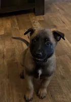Onyx, a male Belgian Malinois for sale in Holyoke, MA – 3 of 4