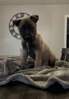 Onyx, a male Belgian Malinois for sale in Holyoke, MA – 2 of 4