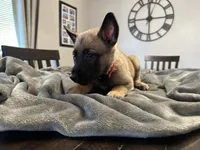 Blaze, a male Belgian Malinois for sale in Holyoke, MA – 3 of 4