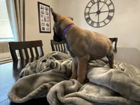 Violet, a female Belgian Malinois for sale in Holyoke, MA – 2 of 3