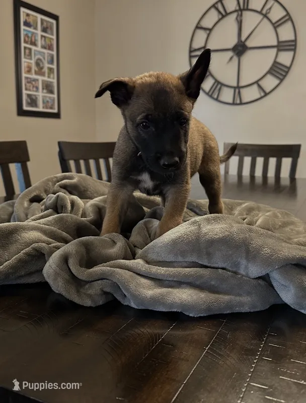 Violet – Belgian Malinois puppy for sale in Holyoke, MA