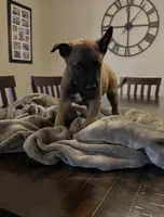 Violet, a female Belgian Malinois for sale in Holyoke, MA – 1 of 3