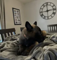 Citrus, a male Belgian Malinois for sale in Holyoke, MA – 3 of 4