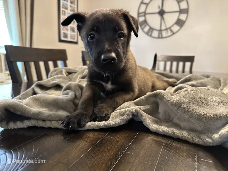 Bluey – Belgian Malinois puppy for sale in Holyoke, MA