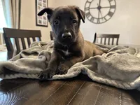 Bluey, a male Belgian Malinois for sale in Holyoke, MA – 1 of 3
