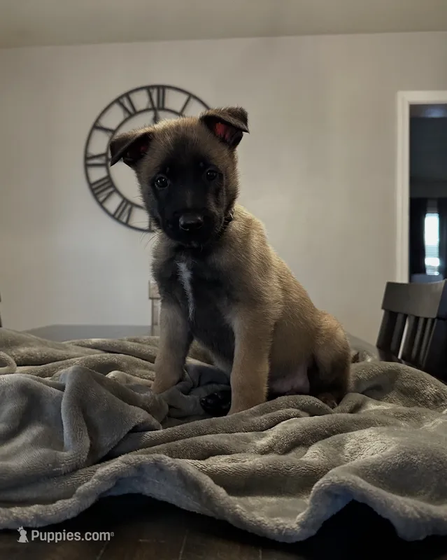 Onyx – Belgian Malinois puppy for sale in Holyoke, MA