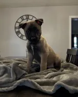 Onyx, a male Belgian Malinois for sale in Holyoke, MA – 1 of 4
