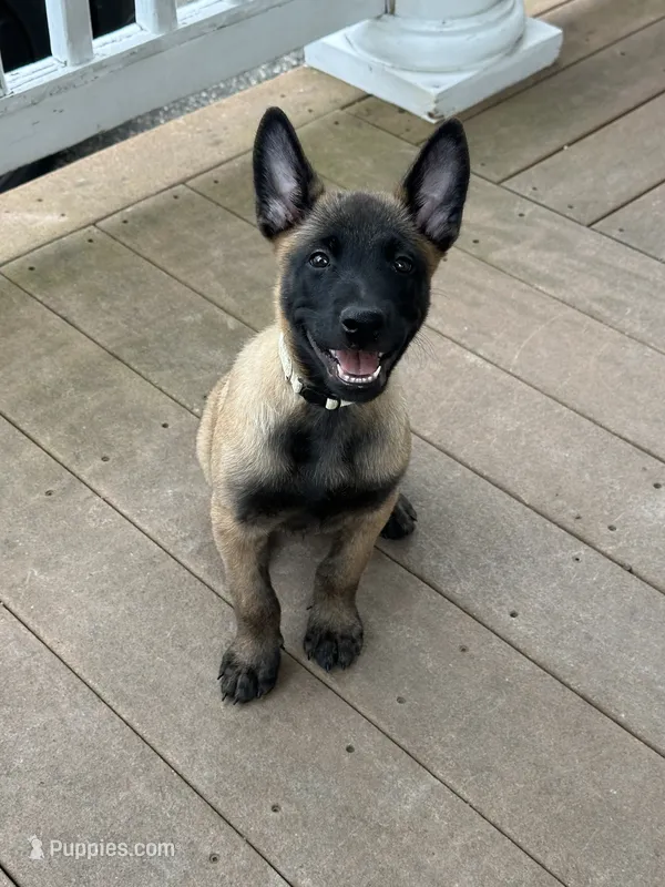 Whitey – Belgian Malinois puppy for sale in Holyoke, MA
