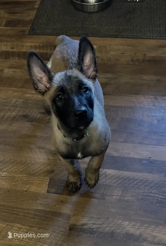 Onyx – Belgian Malinois puppy for sale in Holyoke, MA