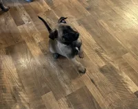 Onyx, a male Belgian Malinois for sale in Holyoke, MA – 4 of 4