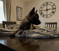 Citrus, a male Belgian Malinois for sale in Holyoke, MA – 2 of 4