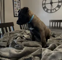 Bluey, a male Belgian Malinois for sale in Holyoke, MA – 3 of 3