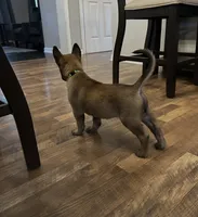 Mr. Green, a male Belgian Malinois for sale in Holyoke, MA – 3 of 5