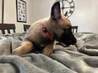 Blaze, a male Belgian Malinois for sale in Holyoke, MA – 4 of 4