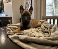 Mr. Green, a male Belgian Malinois for sale in Holyoke, MA – 5 of 5
