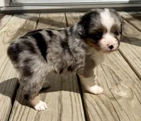 Kim, a female Toy Australian Shepherd for sale in McKee, KY – 2 of 3