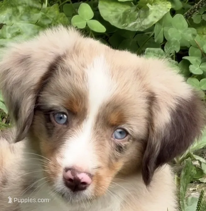 Rooster – Toy Australian Shepherd puppy for sale in McKee, KY