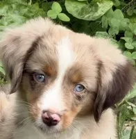 Rooster, a male Toy Australian Shepherd for sale in McKee, KY – 1 of 9