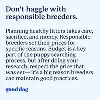 Ozzy, a male Toy Australian Shepherd for sale in McKee, KY – Photo 5 of 5