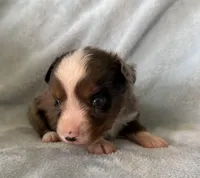 Ozzy, a male Toy Australian Shepherd for sale in McKee, KY – Photo 3 of 5