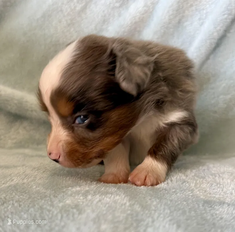 Ozzy – Toy Australian Shepherd puppy on hold in McKee, KY