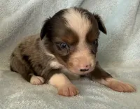 Ozzy, a male Toy Australian Shepherd for sale in McKee, KY – Photo 2 of 5