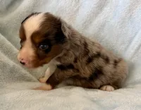 Ozzy, a male Toy Australian Shepherd for sale in McKee, KY – Photo 4 of 5