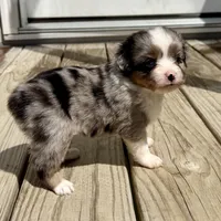 Kim, a female Toy Australian Shepherd for sale in McKee, KY – 3 of 3