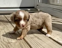 Rooster, a male Toy Australian Shepherd for sale in McKee, KY – 3 of 3