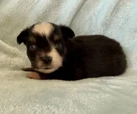 Q, a male Toy Australian Shepherd for sale in McKee, KY – Photo 2 of 4