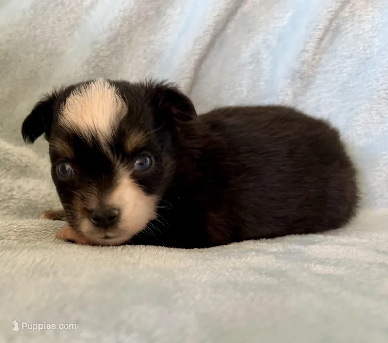 Q – Toy Australian Shepherd puppy on hold in McKee, KY