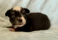 Q, a male Toy Australian Shepherd for sale in McKee, KY – Photo 3 of 4