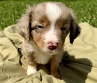 Rooster, a male Toy Australian Shepherd for sale in McKee, KY – 9 of 9