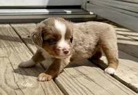 Rooster, a male Toy Australian Shepherd for sale in McKee, KY – 2 of 3