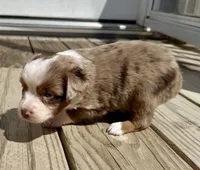 Maureen, a female Toy Australian Shepherd for sale in McKee, KY – 3 of 3