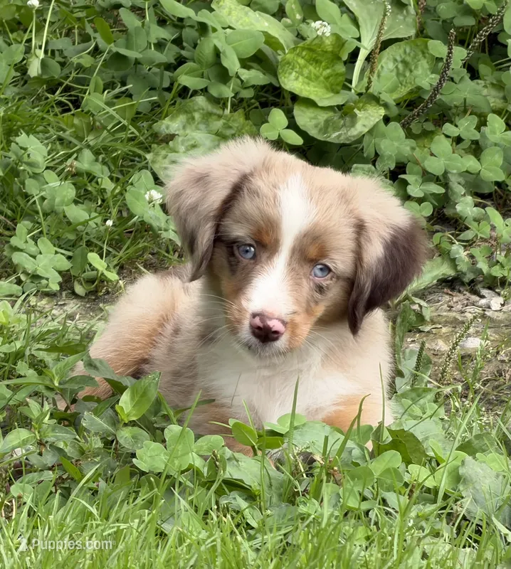Rooster – Toy Australian Shepherd puppy for sale in McKee, KY