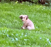 Rooster, a male Toy Australian Shepherd for sale in McKee, KY – 6 of 9