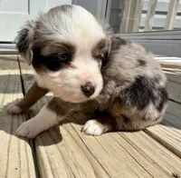 Kate, a female Toy Australian Shepherd for sale in McKee, KY – 3 of 3