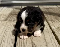 Duke, a male Toy Australian Shepherd for sale in McKee, KY – 3 of 4