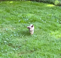 Rooster, a male Toy Australian Shepherd for sale in McKee, KY – 8 of 9