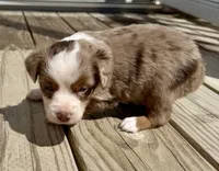 Maureen, a female Toy Australian Shepherd for sale in McKee, KY – 2 of 3
