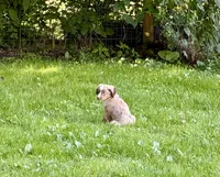 Rooster, a male Toy Australian Shepherd for sale in McKee, KY – 7 of 9