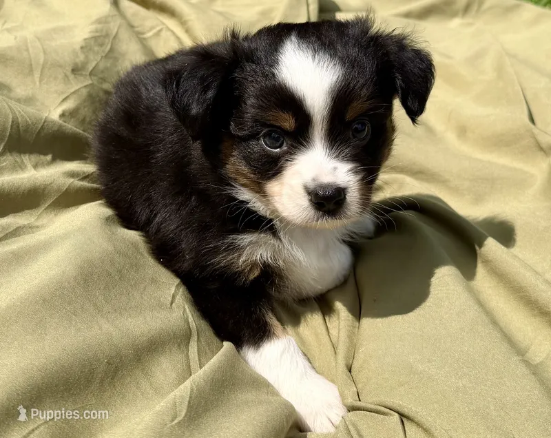 Duke – Toy Australian Shepherd puppy on hold in McKee, KY