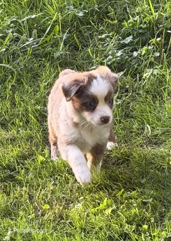Maureen – Toy Australian Shepherd puppy on hold in McKee, KY