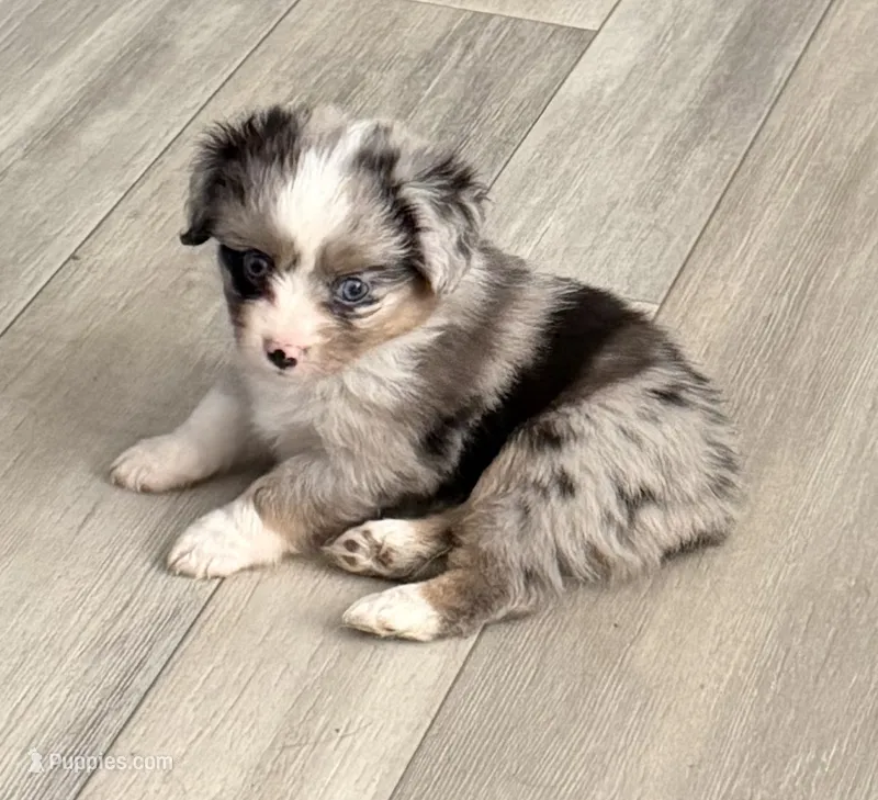 Kim – Toy Australian Shepherd puppy on hold in McKee, KY