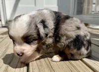 Kate, a female Toy Australian Shepherd for sale in McKee, KY – 2 of 3