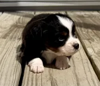 Duke, a male Toy Australian Shepherd for sale in McKee, KY – 2 of 4