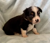 Coach, a male Toy Australian Shepherd for sale in McKee, KY – Photo 2 of 5